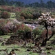 Dolina Yumthang