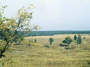 Puszcza Kampinoska