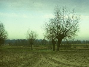 Puszcza Kampinoska