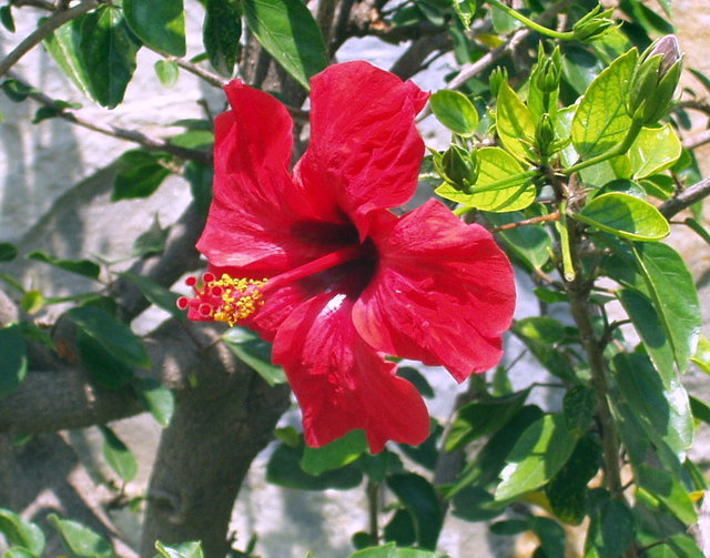 Hibiskus