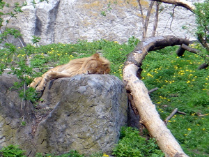 Lew w Zoo