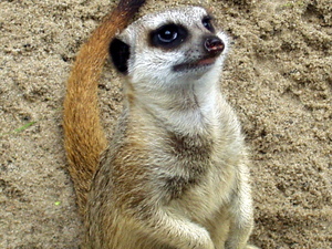 Surykatka w Zoo