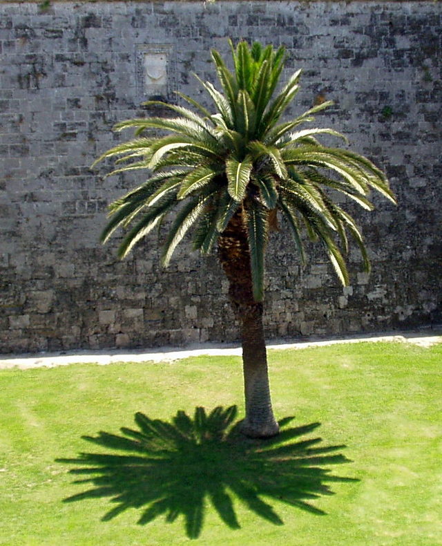 Palma