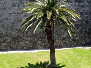 Palma