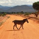 Zebra crossing!!!