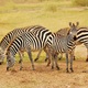 Zebry Amboseli