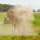 Gwiazdy z Amboseli