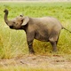 Gwiazdy z Amboseli