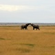 Gwiazdy z Amboseli