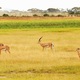 A to juz w Amboseli