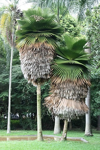 Wielkie szczoty w ogrodzie botanicznym w Caracas