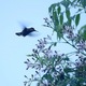 Koliberek w ogrodzie Edyty i Sergia
