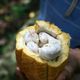 Tak rośnie kakao - nasiona są w białej galaretce o kwaskowatym smaku