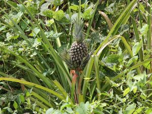 Dzika plantacja ananasów
