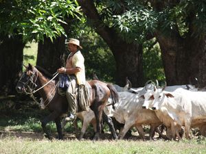 Llanero w Hato El Frio