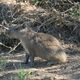 Kapibara zwana świnką