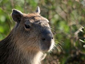 Mordeczka kapibary