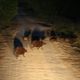 Kapibary w nocy jak duchy na drodze