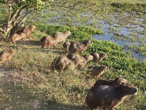 Hato El Frio - kapibary