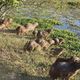 Hato El Frio - kapibary