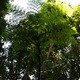 Paprocie drzewiaste w PN Henri Pittier