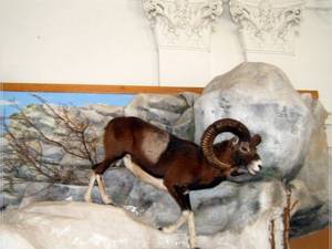 Bakony Natural History Museum