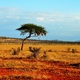 Boskie Tsavo Wschodnie