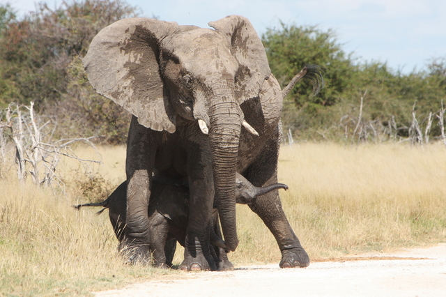 słonie afrykańskie, Etosha