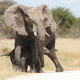 słonie afrykańskie, Etosha