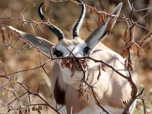 springbok, Etosha
