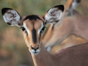 czarna impala, Etosha