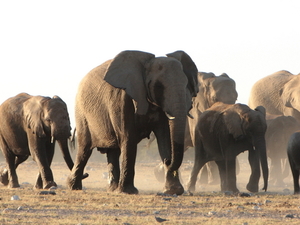 słonie w Etoshy