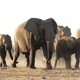 słonie w Etoshy