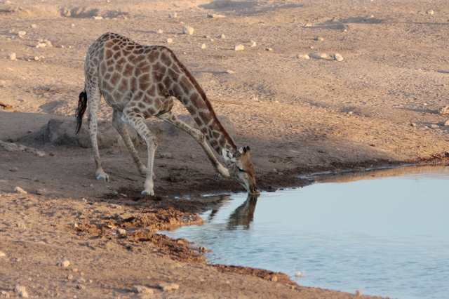 pijąca żyrafa, Etosha