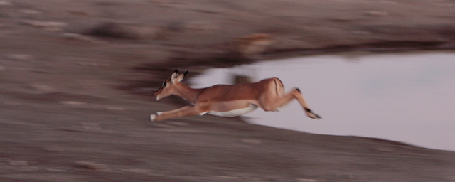 impala, Etosha