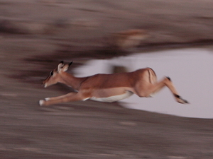 impala, Etosha