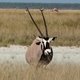 oryx, Etosha