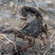 nieostrożny skorpion