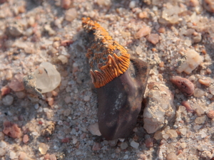 pustynia Namib