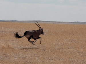 oryx, pustynia Namib