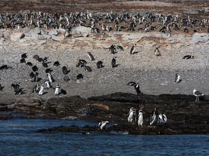 pingwiny na wyspie Halifax