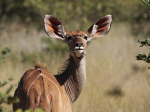 samica kudu, Etosha