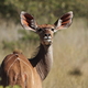 samica kudu, Etosha