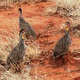 Yellow-necked Spurfowl 