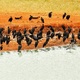 African Open-bill stork-kleszczak afrykanski