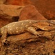 Monitor lizard- miejscowy waran