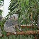 Misie w Lone Pine Koala Sanctuary