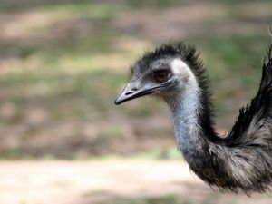 Emu - Lone Pine