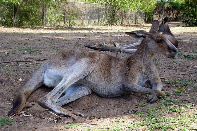 Na wybiegu z kangurami