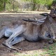 Na wybiegu z kangurami